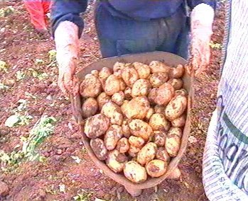 patatas 12 MAQUINARIA TRACTOR